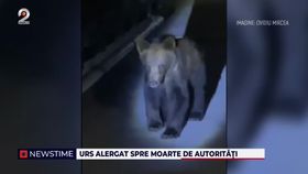 Urs alergat spre moarte de autorități
